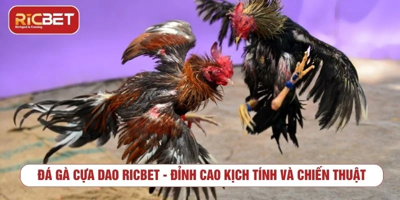 Đá gà cựa dao