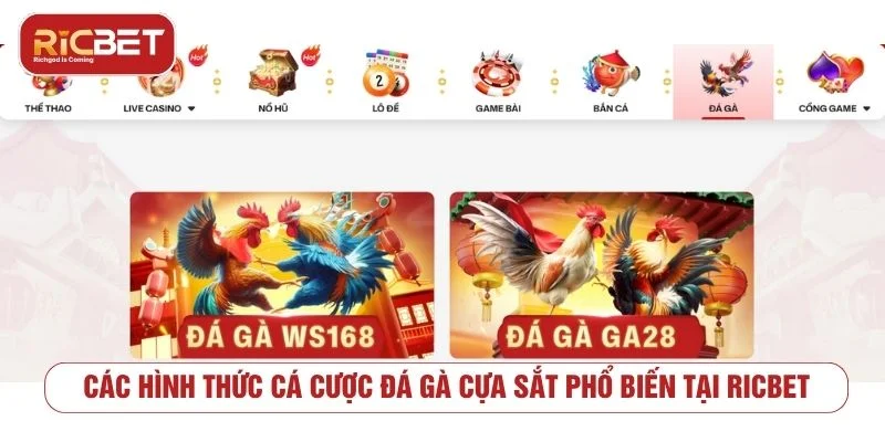 Đá gà cựa sắt có nhiều hình thức cược khác nhau
