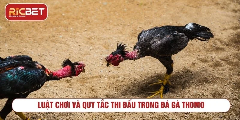 Đá gà Thomo có luật chơi và tiêu chí xác định thắng thua rõ ràng