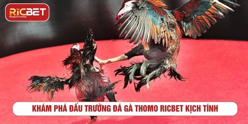đá gà thomo