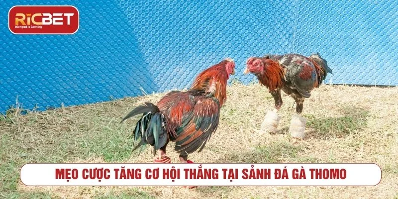 Người chơi mới nên chọn những trận đấu có thông tin rõ ràng