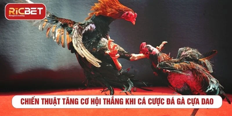 Người chơi nên theo dõi biến động kèo để chọn thời điểm cược phù hợp