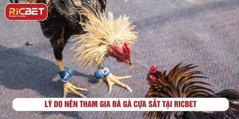 Sảnh đá gà cựa sắt có tỷ lệ thưởng hấp dẫn