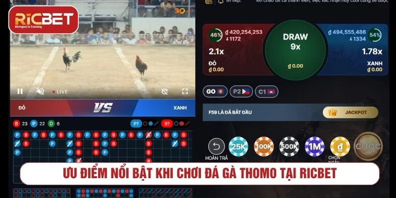 Sảnh đá gà Thomo cam kết cung cấp kết quả minh bạch