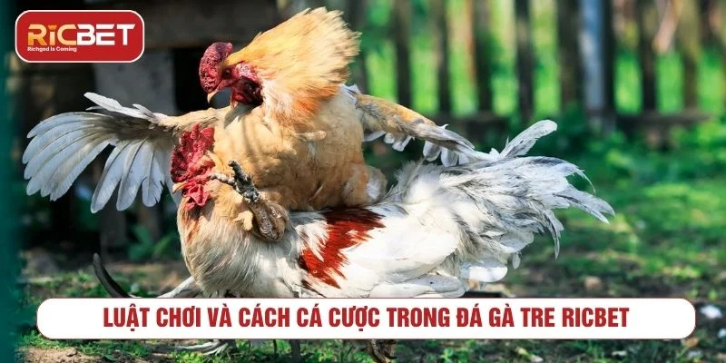Tìm hiểu luật chơi trước khi tham gia cược đá gà tre trực tuyến